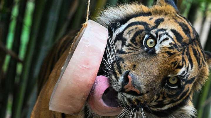 Un tigre lame un cubo de hielo de carne para refrescarse en el zoológico de Roma/ AFP