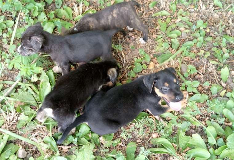 Son 12 los cachorros que están en adopción / Foto: Zoonosis