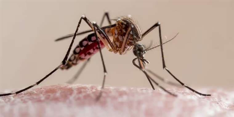 Mosquito del dengue/ Foto referencial
